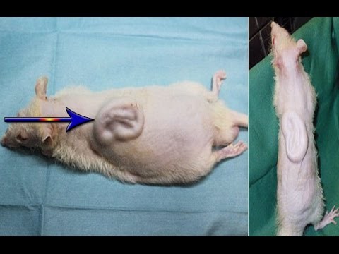Human Ear Grown on Rat’s Back in Japan