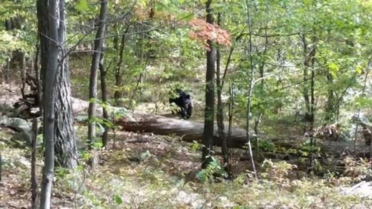 14-bear-killing-hiker