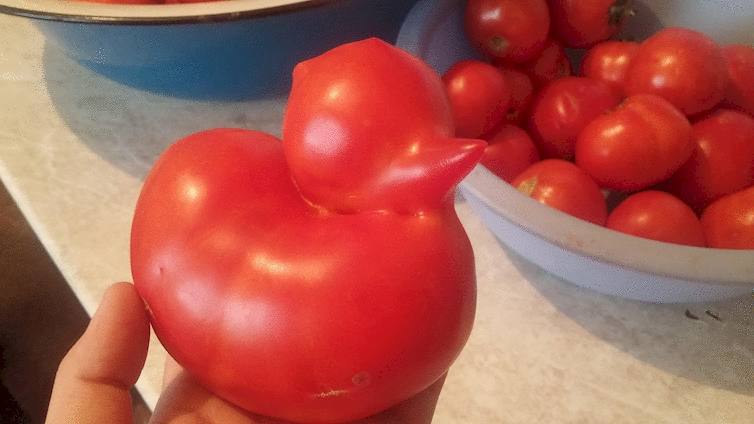 duck shape tomato
