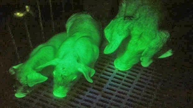 Glow-In-The-Dark Pigs